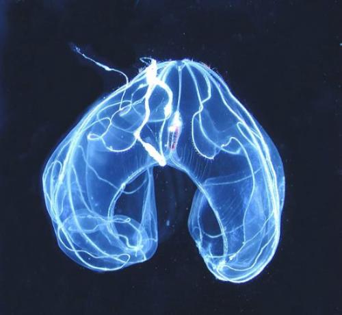 生物发光 - 搜狗百科