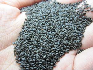 小紫苏 搜狗百科