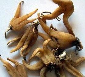 【草药名】: 手掌参