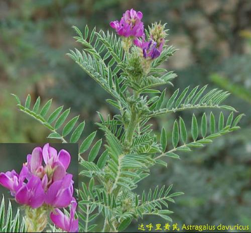 membranaceus(fisch)bge[产品来源 为豆科植物蒙古黄芪