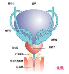 1真菌性前列腺炎的症状及临床表现