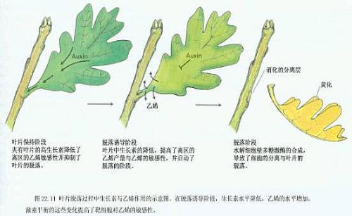 植物激素