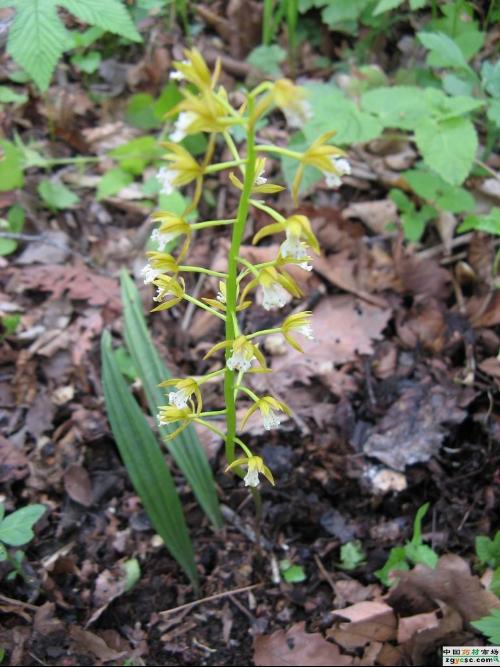 山芋頭 Mike On Slow