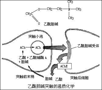 胆碱酯酶水解乙酰胆碱图片