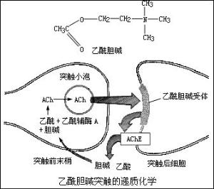 胆碱酯酶