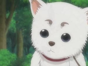 银魂(漫画改编的长篇动画)