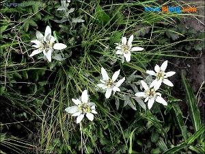 編輯1奧地利國花火絨草(leontopodium alpinum),又名 火絨草,薄雪草