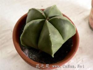 鸾凤玉 仙人掌科星球属植物 搜狗百科