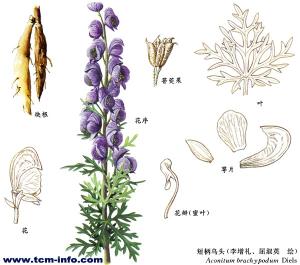 藥材名:雪上一枝蒿(短柄烏頭) 英文名:shortstalk monkshood