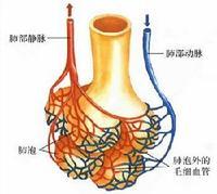  头孢噻啶医学研究