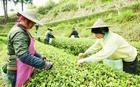 正山小种茶