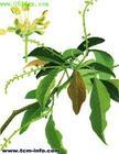 光叶巴豆