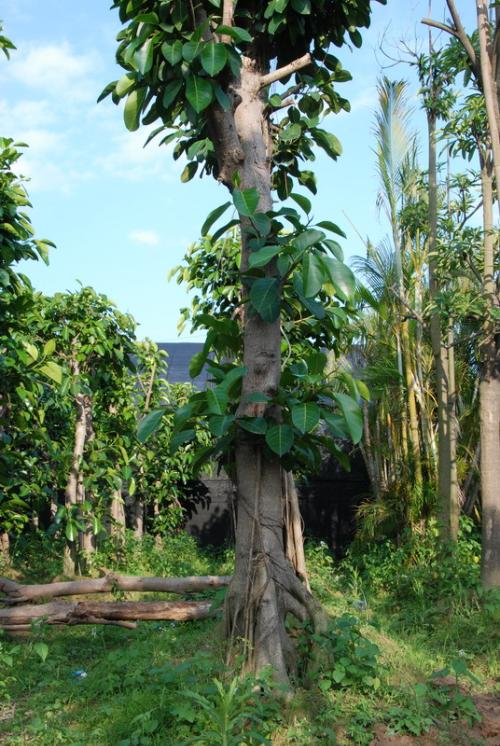 别名:黄葛树,黄角树,黄角榕 拉丁名:ficus&