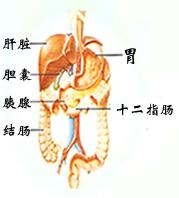 胃十二指腸潰瘍