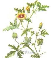 野西瓜苗