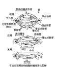 纺锤形细胞图片图片