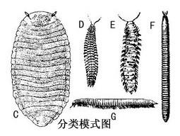 多足纲