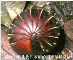 马陆