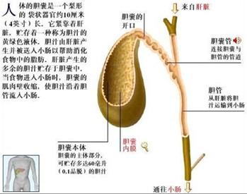 胆热 - 搜狗百科