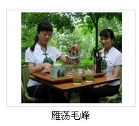 雁荡毛峰