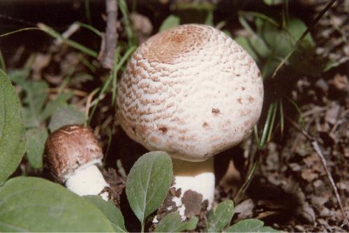 黑伞白茎蘑菇图片