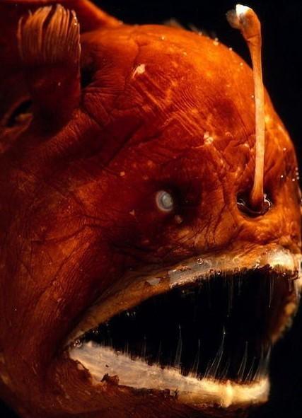 深海鮟鳢鱼图片图片