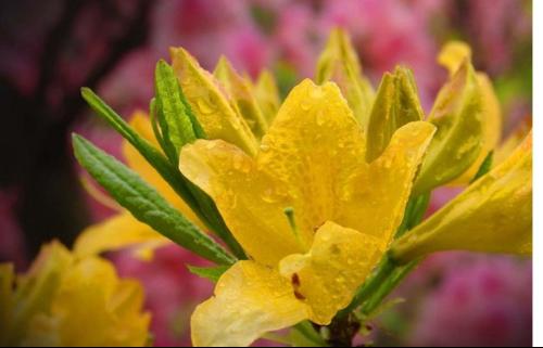 flower 學名:flos rhododendri mollis 類別:花類 別名:黃杜鵑