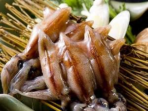 萤鱿寿司