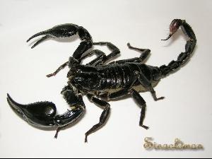 马来西亚雨林蝎