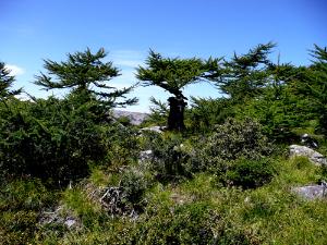 太白山发现一座重约50多吨的巨石