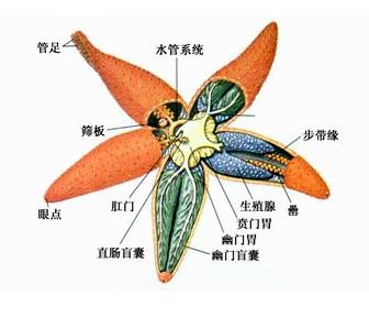 动物的保险 动物皮保险