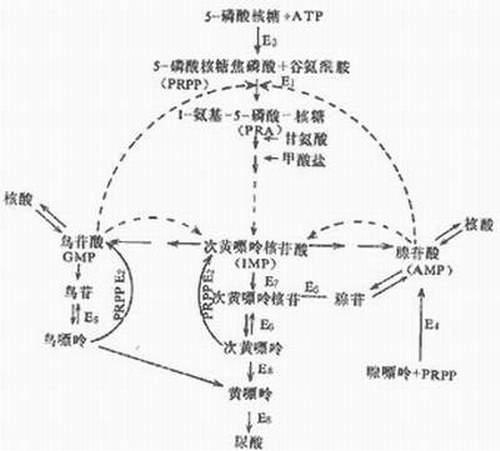 嘌呤代谢