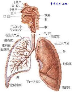 呼吸系统(respiratory system)是执行机体和外界进行气体交换的器官的
