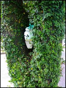 藤类寄生在高大树木上