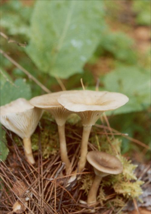 pseudo-differential operators in algebras of genera