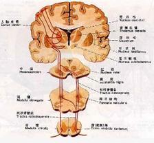 為一神經纖維束,從脊髓上行到丘腦,傳導軀幹和四肢的痛,溫,觸及壓覺.