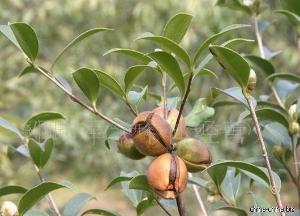 c.b rob.外文名木子油别 称木梓油中文名分享