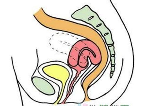 子宫后位怀孕图片图片