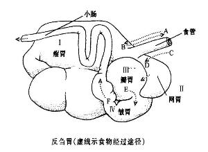 反刍胃