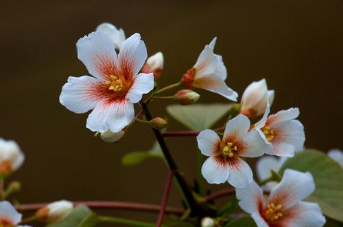 桐籽花开