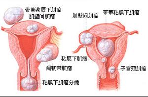 卵巢