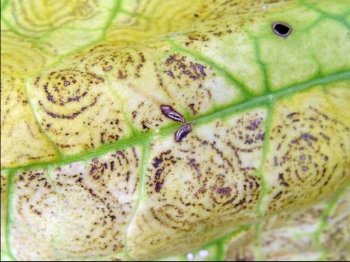 烟草环斑病毒ic-rt-realtime pcr检测方法研究