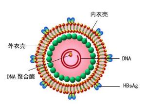 乙型肝炎病毒结构图图片