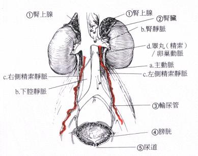 睾丸结构图静脉结构图图片