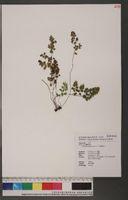  原植物-月芽铁线蕨