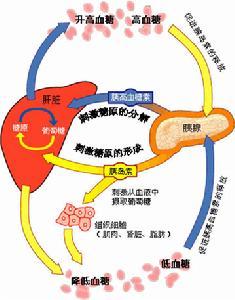 低血糖