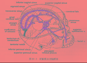 硬脑膜