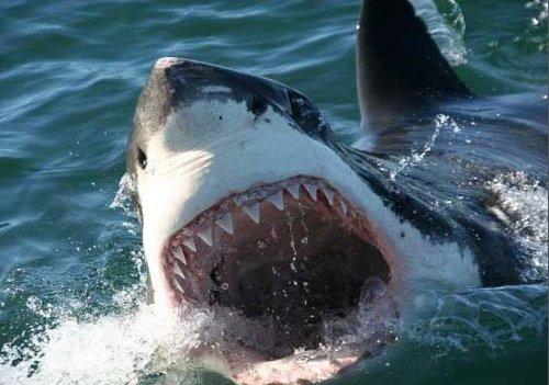 六鳃鲨目(hexanchiformes):软骨鱼纲的1目.