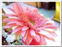 华福花 五福花科雏菊属属植物 搜狗百科