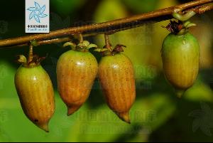 【药名】木天蓼  [p]  【别名】天蓼,藤天蓼,天蓼木,金莲枝,含水藤